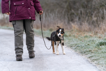 Social Walk Puppy 1